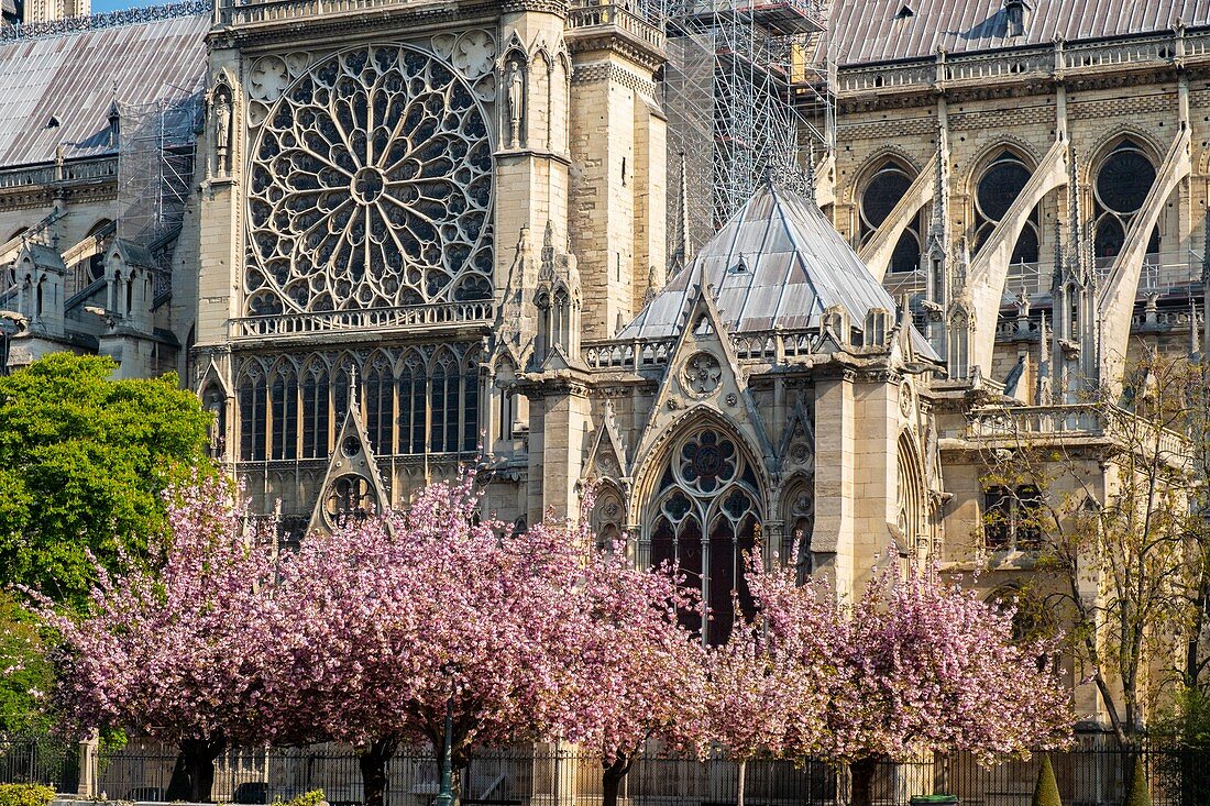 France, Paris, area listed as World Heritage by UNESCO, Ile de la Cite, Notre-Dame Cathedral and cherry blossoms in spring