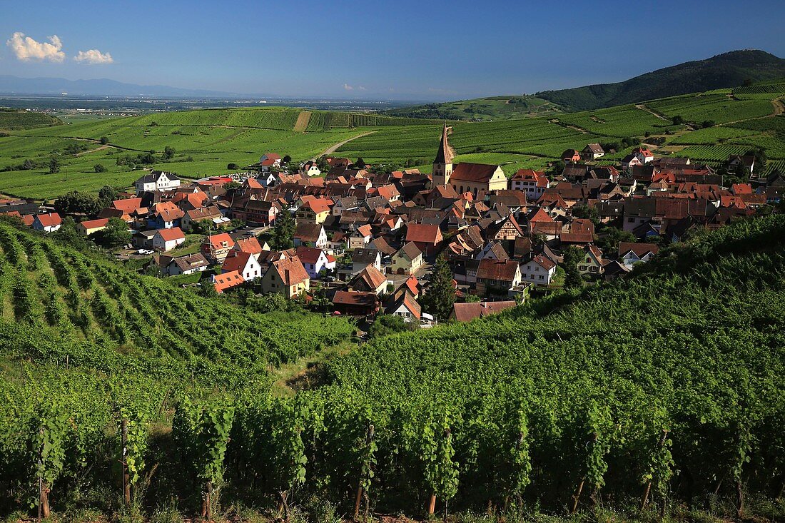 Frankreich, Haut Rhin, Route des Vins d'Alsace, Niedermoschwihr, Gesamtansicht der Weinberge und des Dorfes