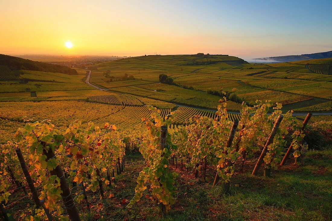 France, Haut Rhin, Niedermorschwihr, Route des Vins d'Alsace, Early morning vineyards near Niedermorschwihr