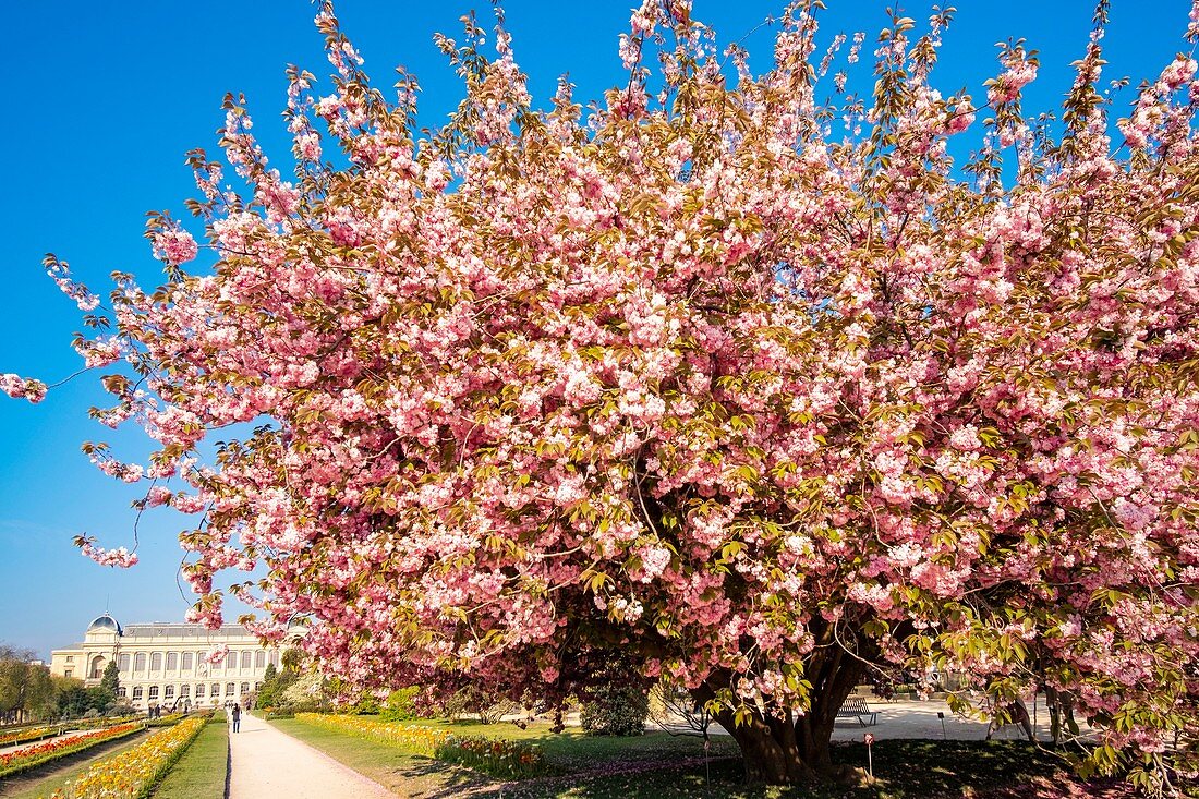 Frankreich, Paris, der Jardin des Plantes mit einer japanischen Kirschblüte (Prunus serrulata) und die Grand Galerie des Naturhistorischen Museums im Vordergrund