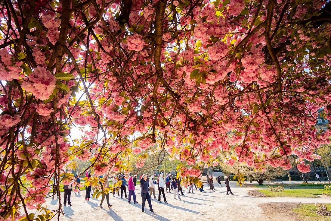 France, Paris, the Jardin des Plantes with a Japanese cherry blossom (Prunus serrulata) in the foreground, Tai Chi class