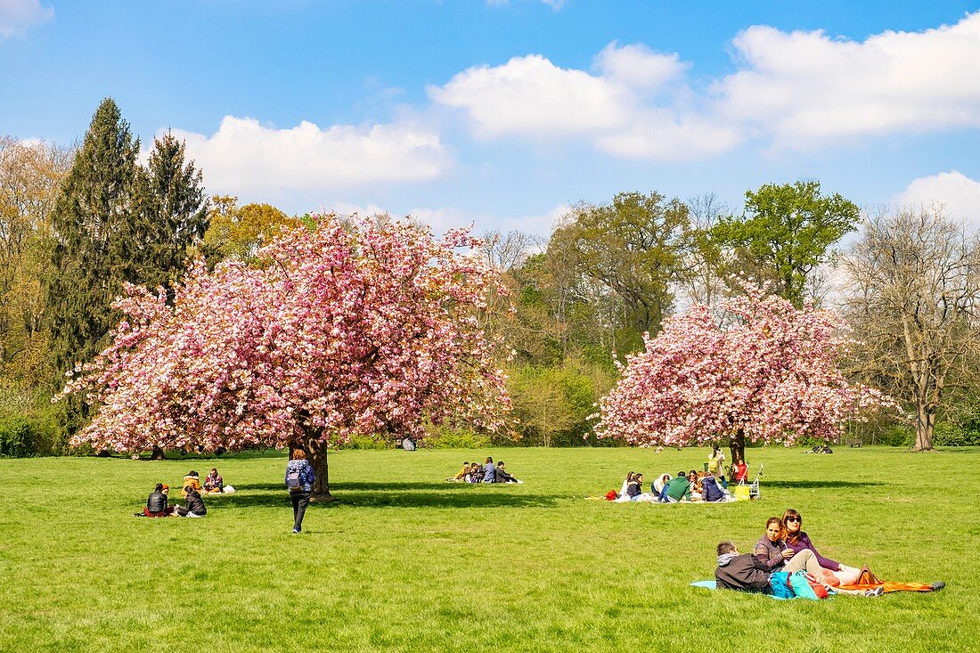 France, Hauts de Seine, the park of Sceaux, cherry blossoms