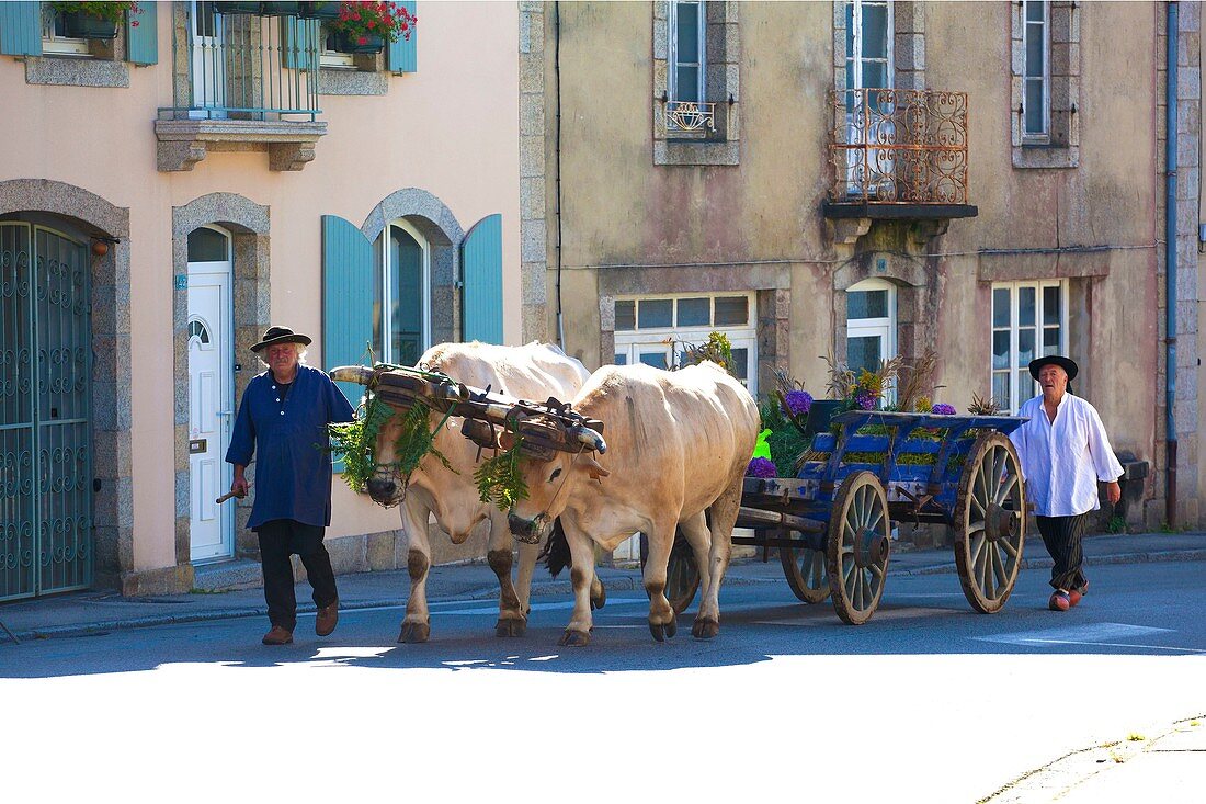 Frankreich, Finistere, Parade des Festivals der Ginster Blumen 2015 in Pont Aven, Jean Bernard Huon und seine Ochsen