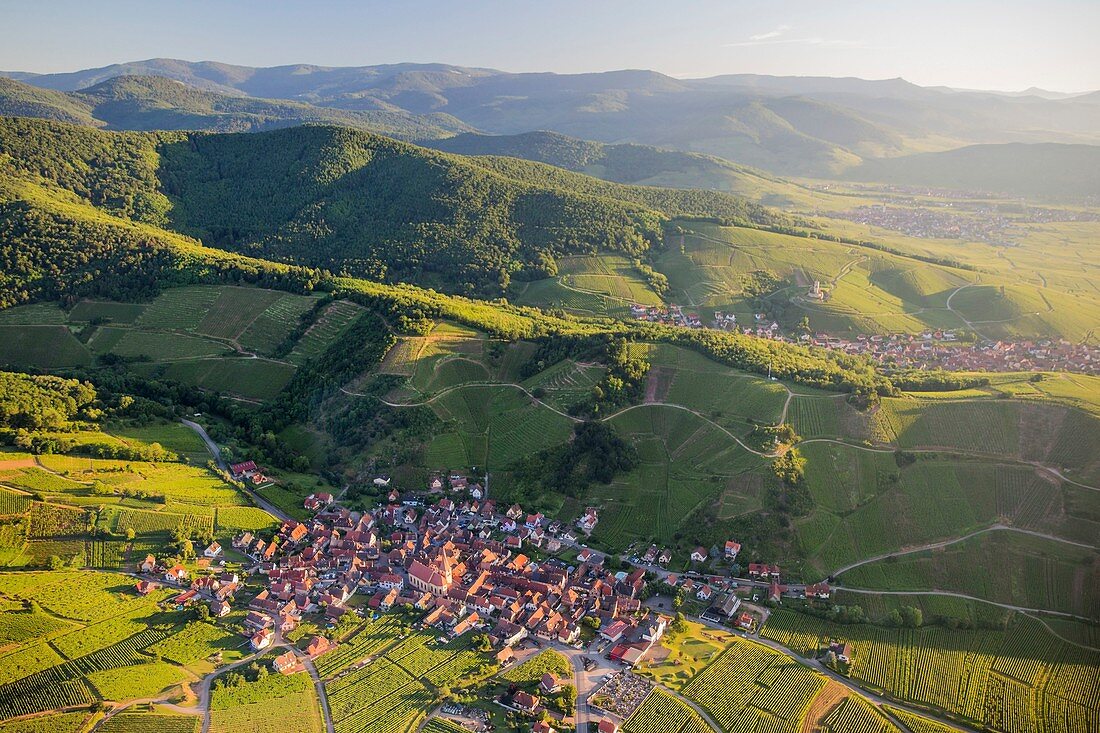 France, Haut Rhin, Alsace Wine Route, Katzenthal, Saint Nicolas church, Wineck castle, vineyard (aerial view)