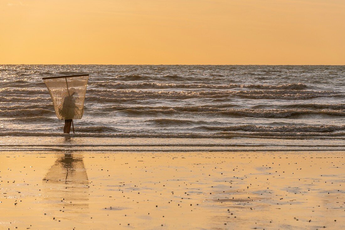 Frankreich, Somme, Ault, graue Garnelenfischer am Strand von Ault mit ihrem großen Netz