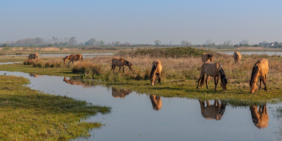 Frankreich, Somme, Baie de Somme, Le Crotoy, Henson-Pferde im Sumpf Crotoy in der Baie de Somme, dieses rustikale und gut angepasste Pferderennen wurde von den Züchtern der Baie de Somme erstellt