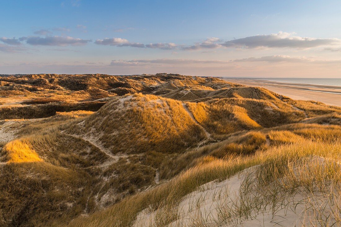 France, Somme (80), Picardy Coast, Fort-Mahon, the dunes of Marquenterre, between Fort-Mahon and the Bay of Authie, the white dunes covered with oyats to stabilize them