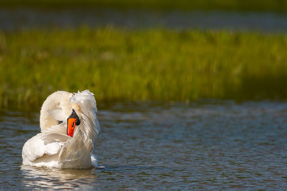 France, Somme (80), Bay of Somme, Nature Reserve of the Bay of Somme, Marquenterre Ornithological Park, Mute Swan (Cygnus olor) bath (Toilet)