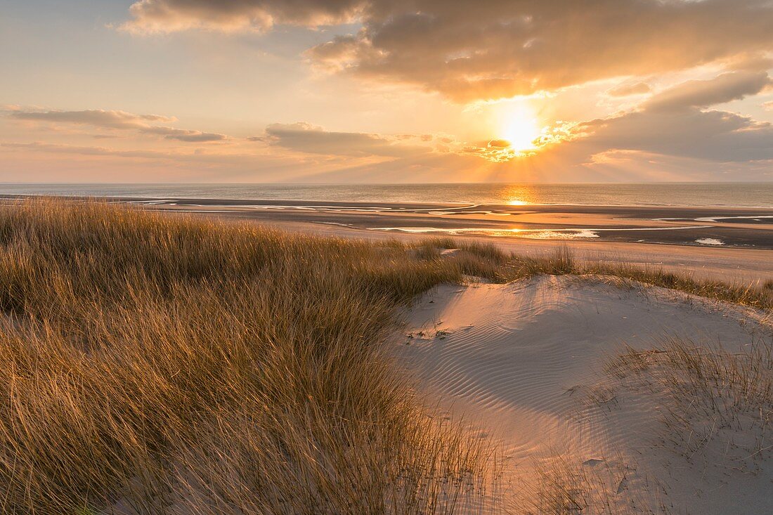 France, Somme (80), Picardy Coast, Fort-Mahon, the dunes of Marquenterre, between Fort-Mahon and the Bay of Authie, the white dunes covered with oyats to stabilize them