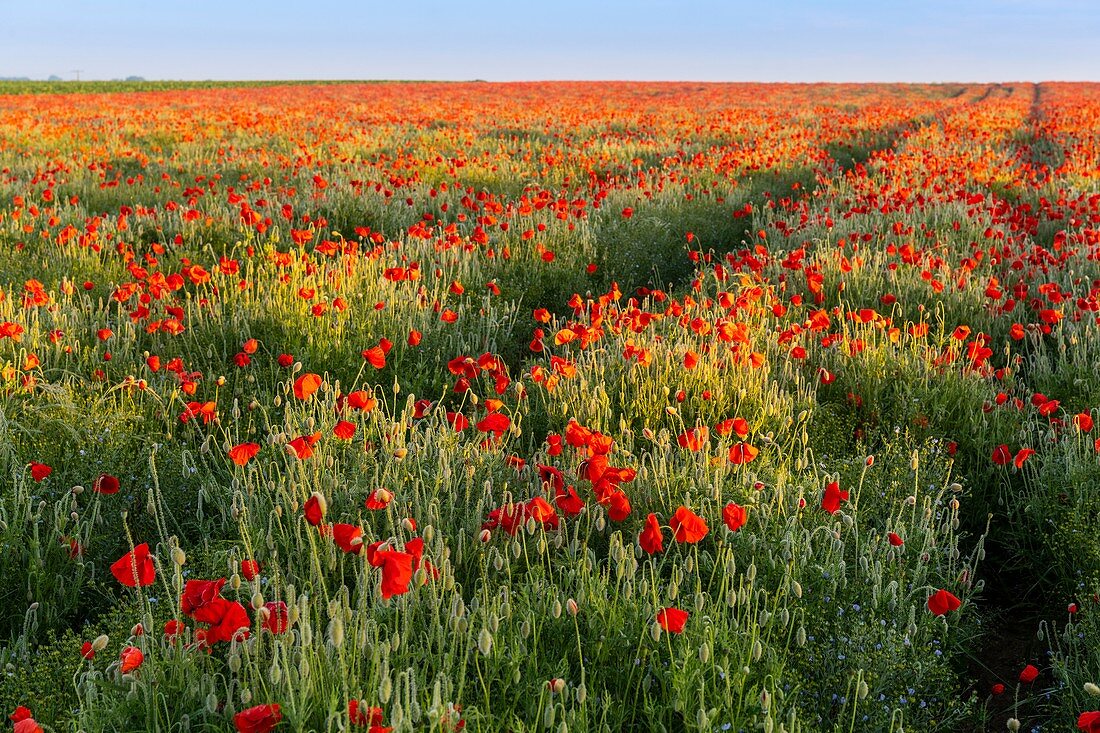 France, Somme (80), Bay of the Somme, Noyelles-sur-mer, Field of poppies in the Bay of Somme