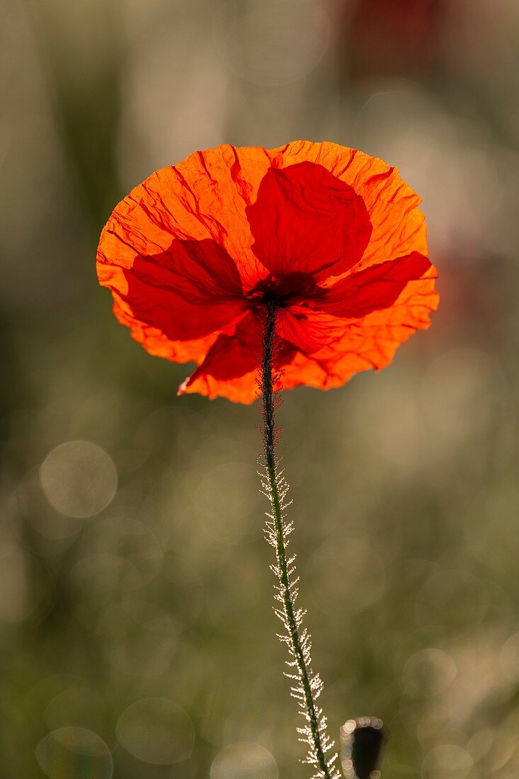 France, Somme (80), Bay of the Somme, Noyelles-sur-mer, Field of poppies in the Bay of Somme