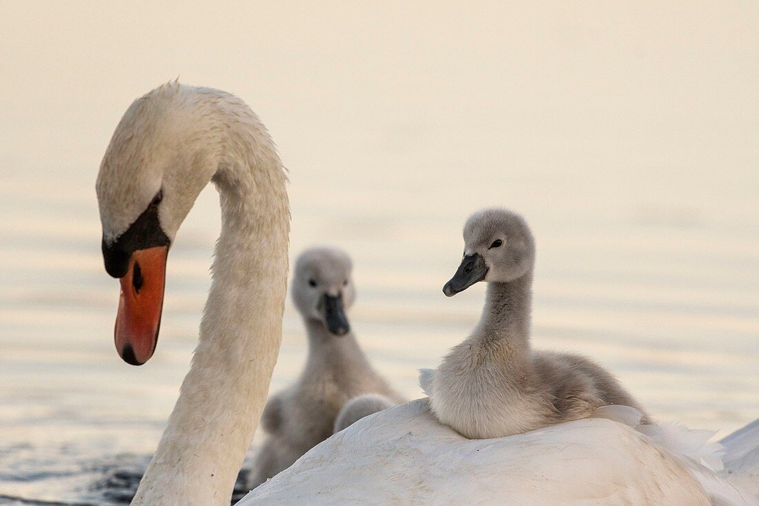 France, Somme (80), Somme Bay, Crotoy Marsh, Mute Swan Family (Cygnus olor - Mute Swan) with babies