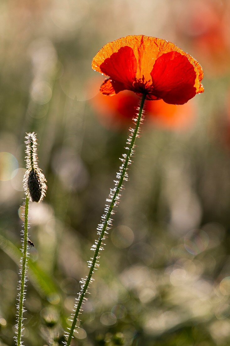 France, Somme (80), Bay of the Somme, Noyelles-sur-mer, Field of poppies in the Bay of Somme