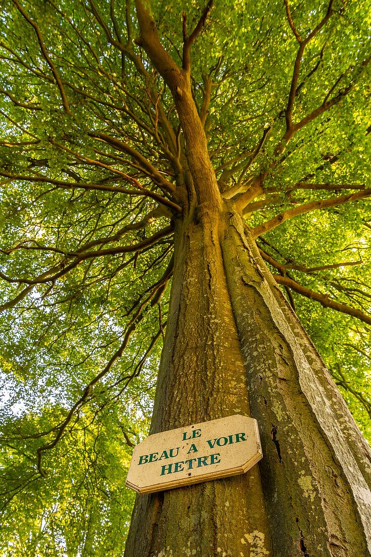 Frankreich, Somme (80), Wald von Crécy, Crécy-en-Ponthieu, bemerkenswerter Baum im Wald von Crécy - Buche - 'Das Schöne zu sehen'