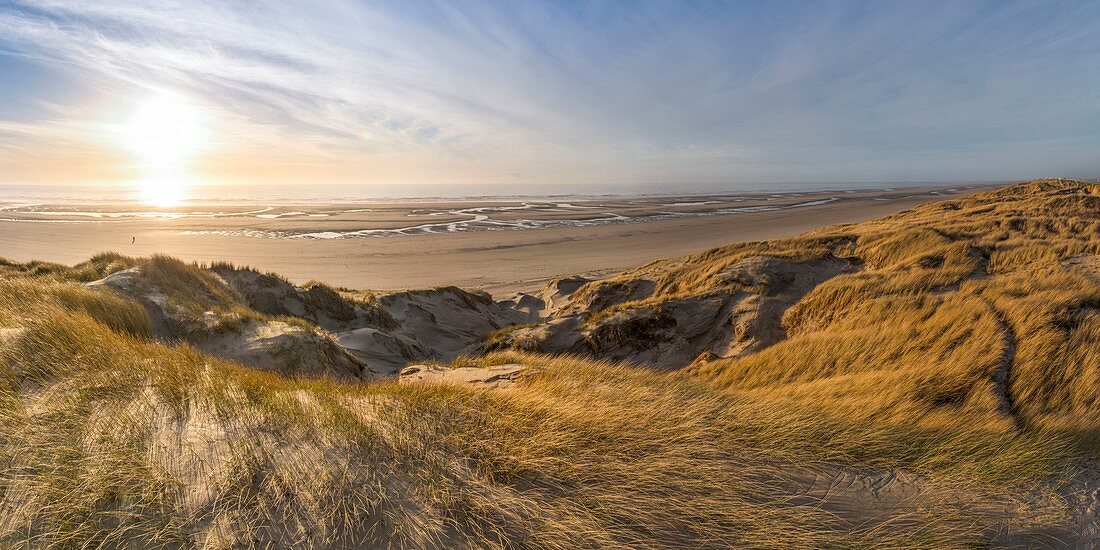 France, Somme (80), Picardy Coast, Fort-Mahon, the dunes of Marquenterre, between Fort-Mahon and the Bay of Authie, the white dunes covered with oyats to stabilize them