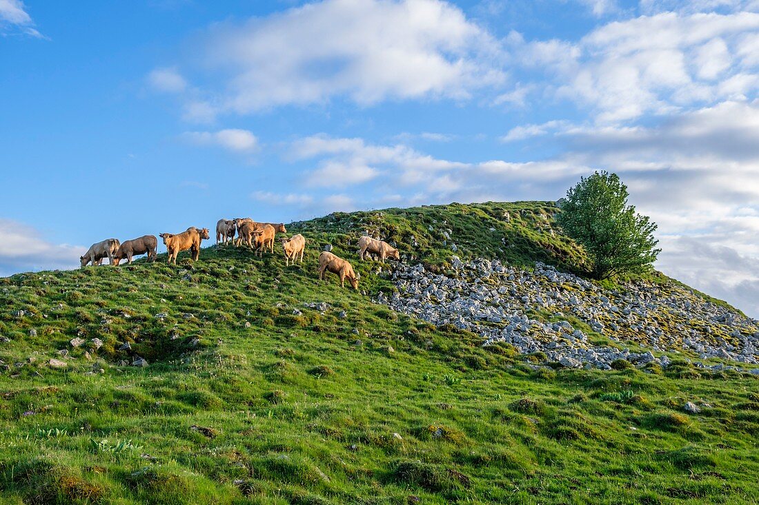 France, Cantal, Regional Natural Park of the Auvergne Volcanoes, herd of cows, Cezallier plateau near Segur les Villas