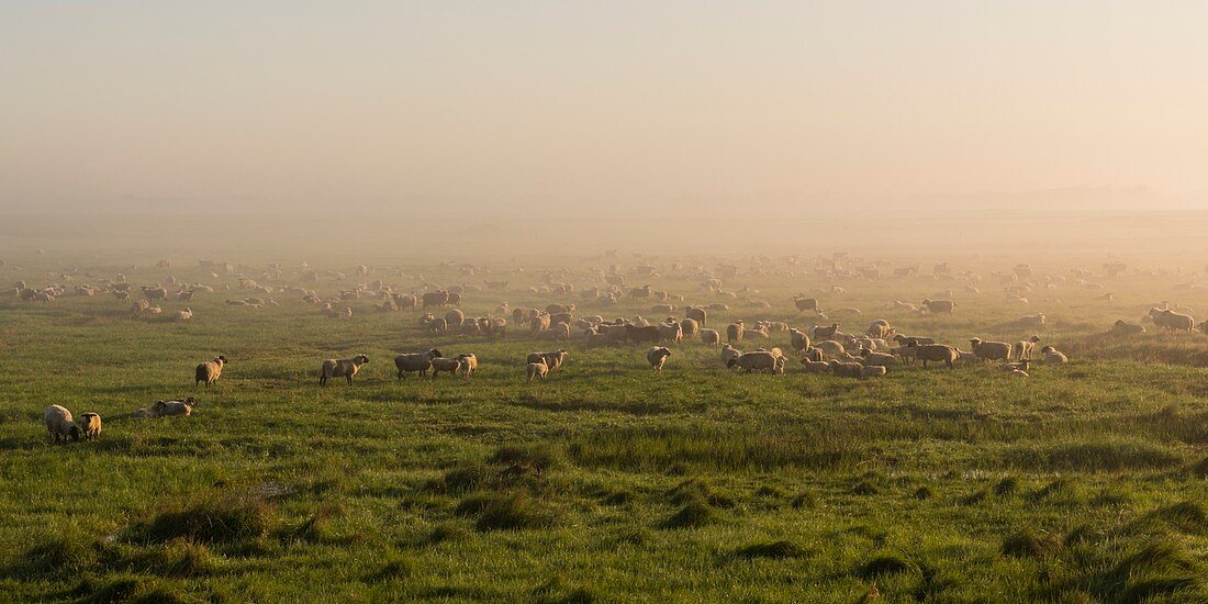 France, Somme, Baie de Somme, Le Crotoy, Sheeps of salted meadows in the Baie de Somme