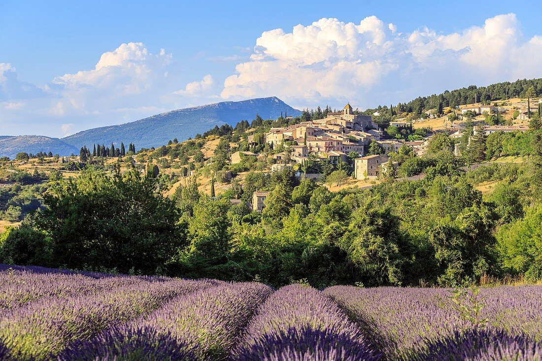 Frankreich, Vaucluse, Aurel, blühendes Lavendelfeld am Fuße des Dorfes