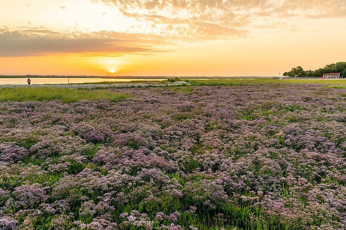 France, Somme, Somme Bay, Saint Valery sur Somme, Cape Hornu, Carpet of wild statetrics in the salted meadows at dawn, only a few hikers enjoy the coolest hours for walk