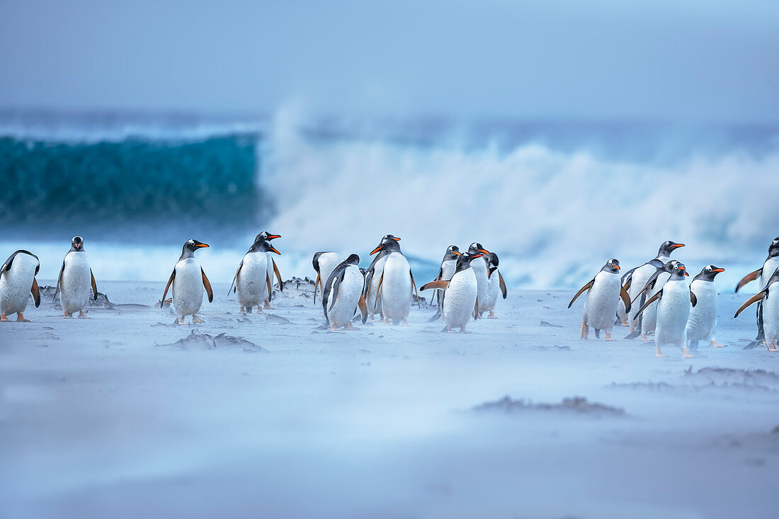 Gentoo Penguins (Pygocelis papua papua) walking on the beach, Sea Lion Island, Falkland Islands, South America