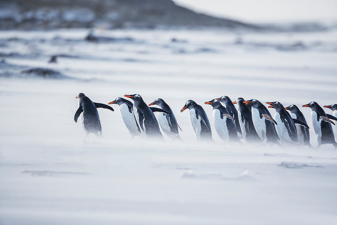 Gentoo Penguins (Pygocelis papua papua) walking on the beach, Sea Lion Island, Falkland Islands, South America