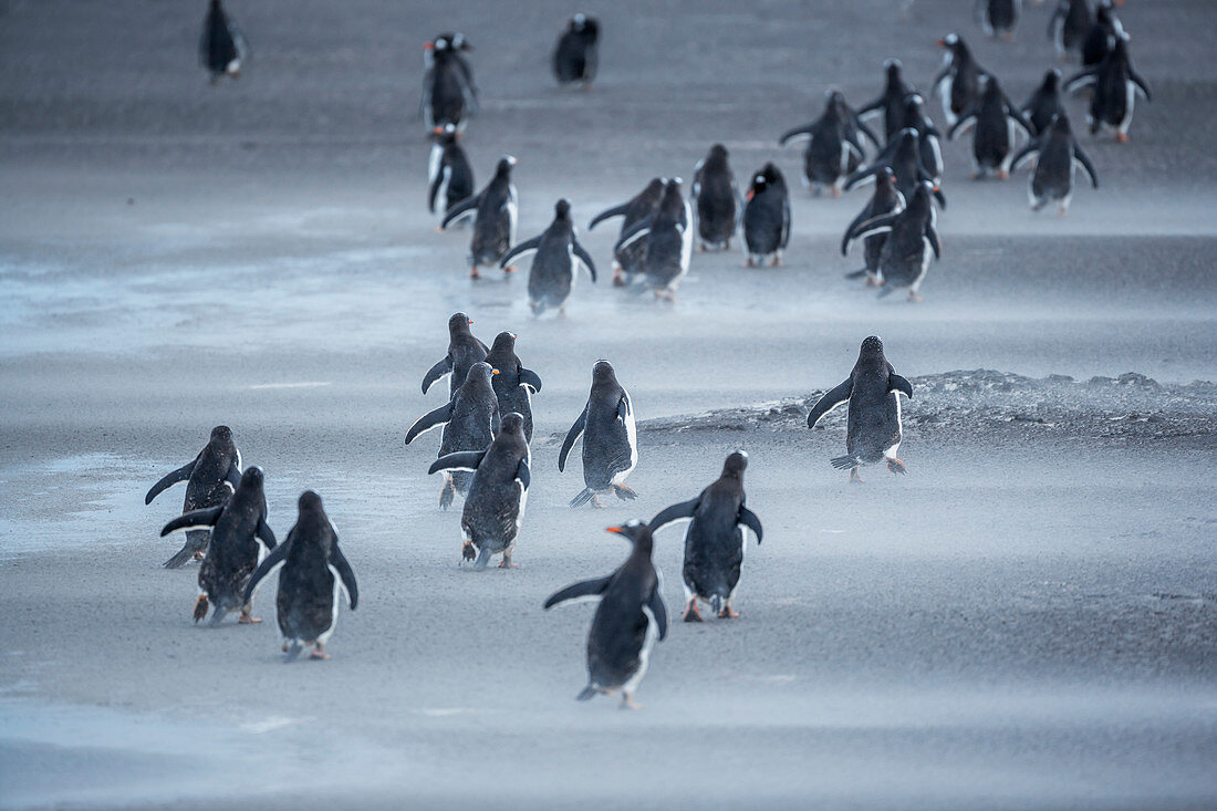Gentoo Penguins (Pygocelis papua papua) walking, Sea Lion Island, Falkland Islands, South America