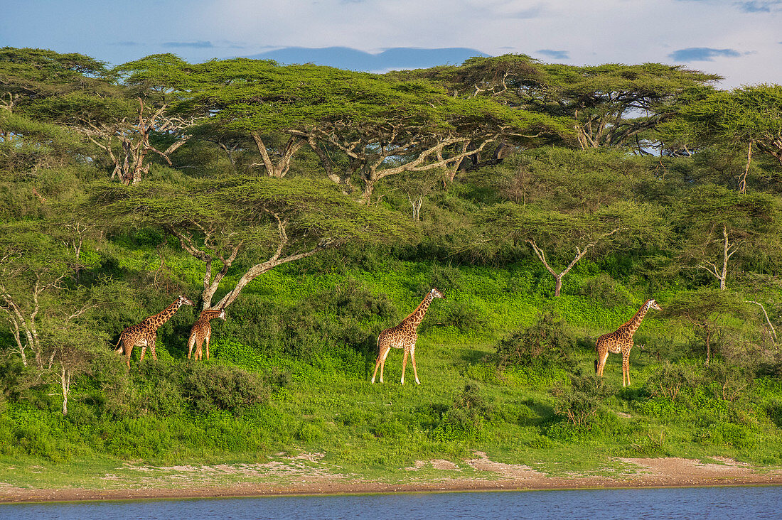 Massai-Giraffe (Giraffa camelopardalis tippelskirchi), Ndutu, Naturschutzgebiet Ngorongoro, UNESCO-Weltkulturerbe, Serengeti, Tansania, Ostafrika, Afrika