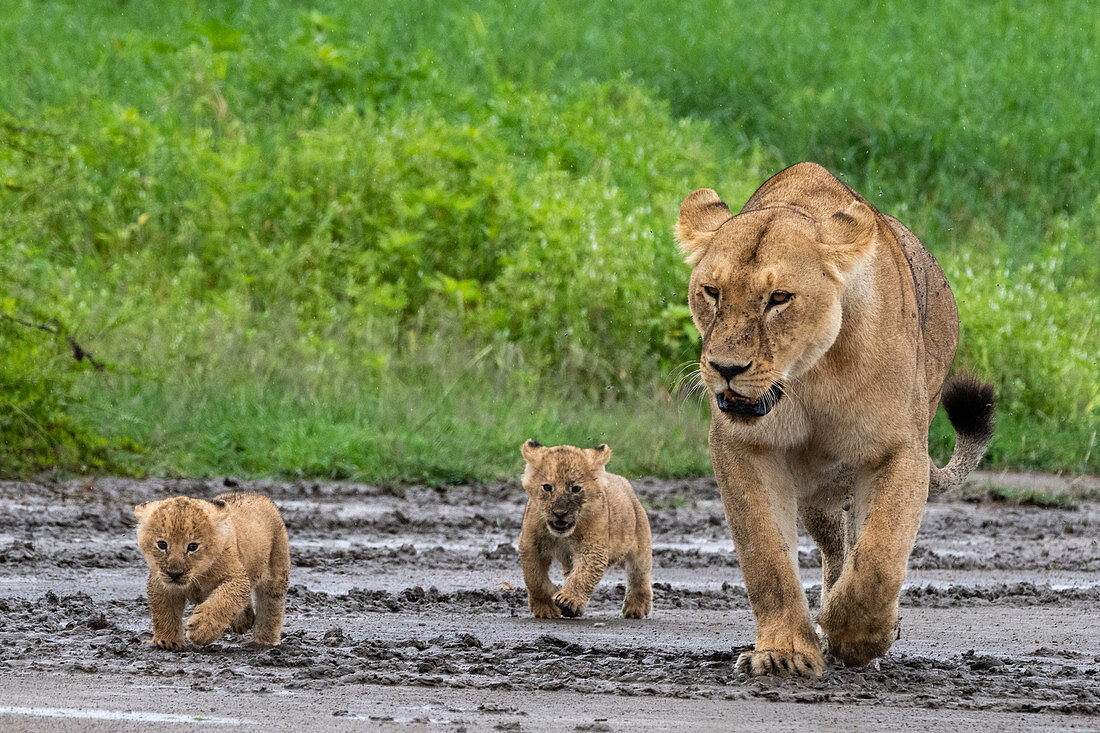 Eine Löwin (Panthera Leo) mit ihren vier Wochen alten Jungen, Ndutu, Ngorongoro Conservation Area, Serengeti, Tansania, Ostafrika, Afrika