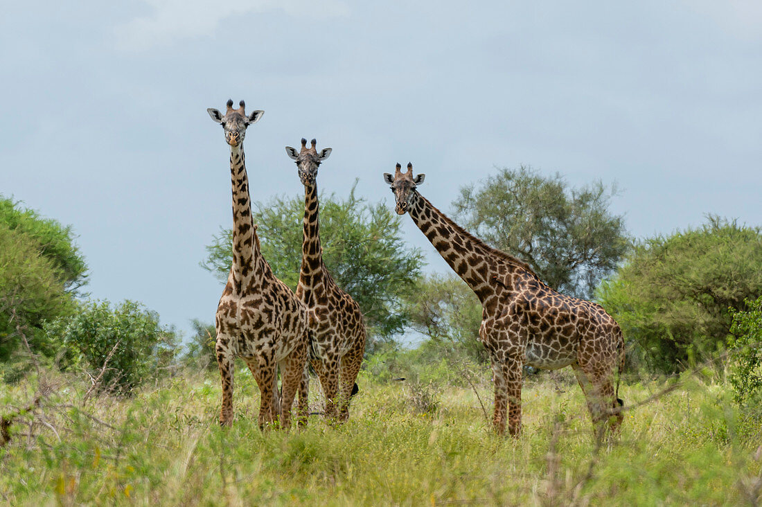 Massai-Giraffen (Giraffa camelopardalis), Lualenyi, Tsavo-Schutzgebiet, Kenia, Ostafrika, Afrika