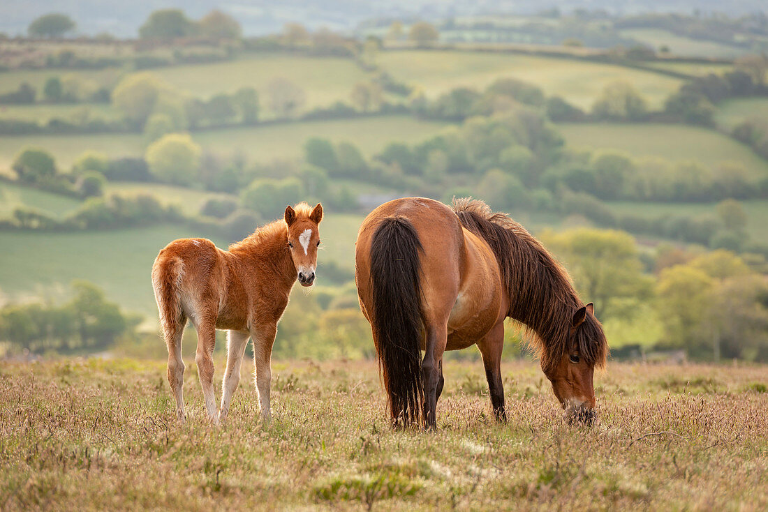 Mutter und Fohlen Dartmoor Ponys, die auf dem Moor, Dartmoor Nationalpark, Devon, England, Vereinigtes Königreich, Europa grasen