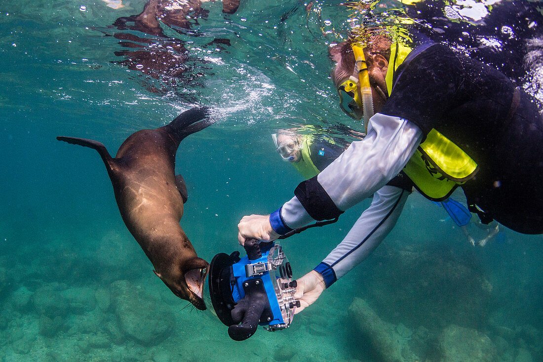 California sea lion (Zalophus californianus), with photographer at Los Islotes, Baja California Sur, Mexico, North America