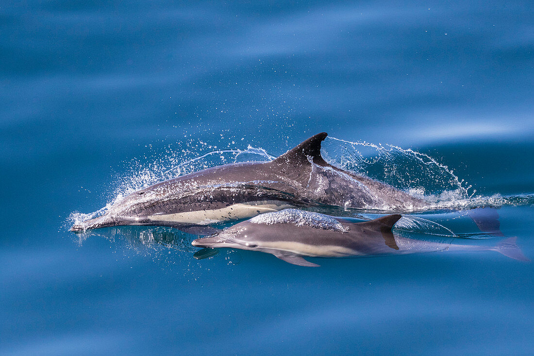 Langschnabeliger gemeiner Delphin (Delphinus capensis), Mutter und Kalb, Los Islotes, Baja California Sur, Mexiko, Nordamerika