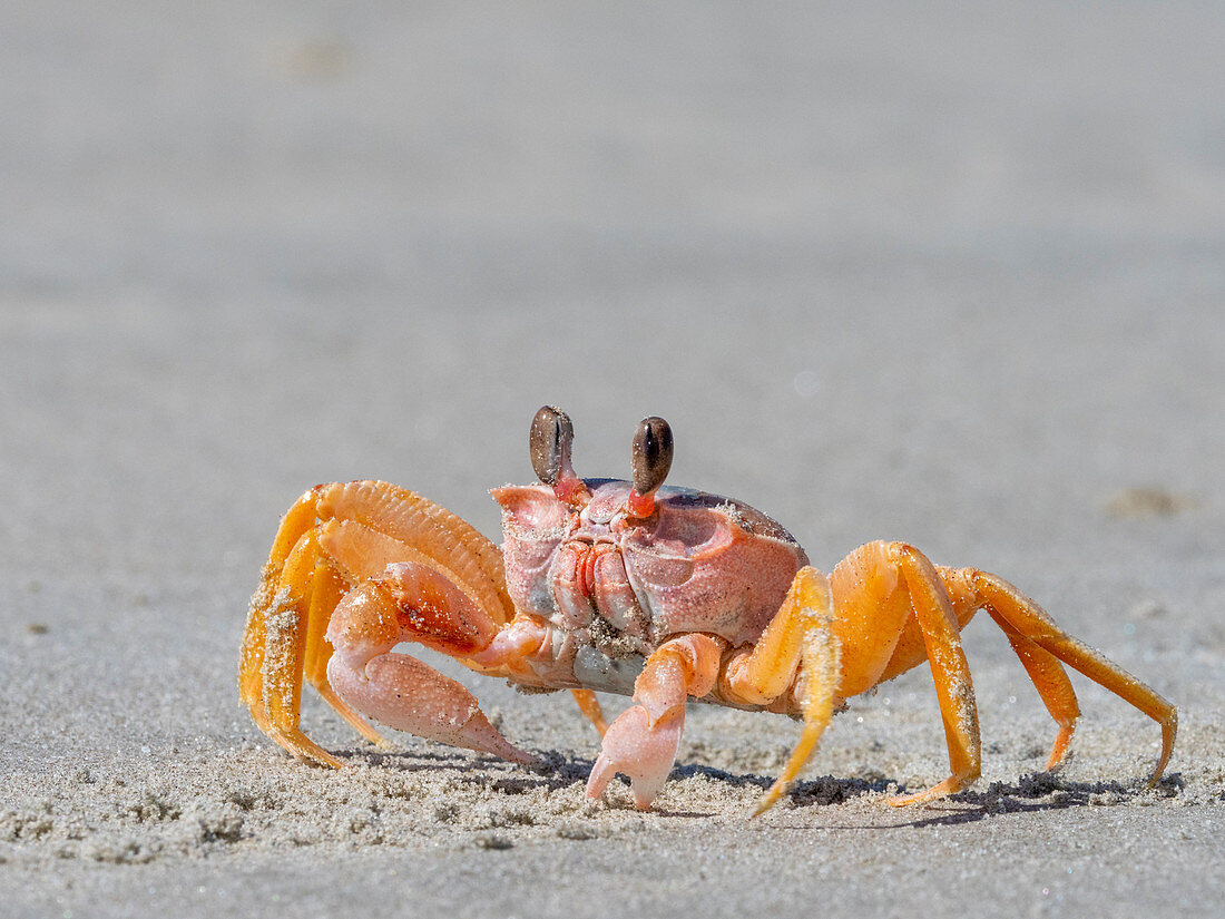 Adult ghost crab (Ocypode spp) on the beach at Isla Magdalena, Baja California Sur, Mexico, North America