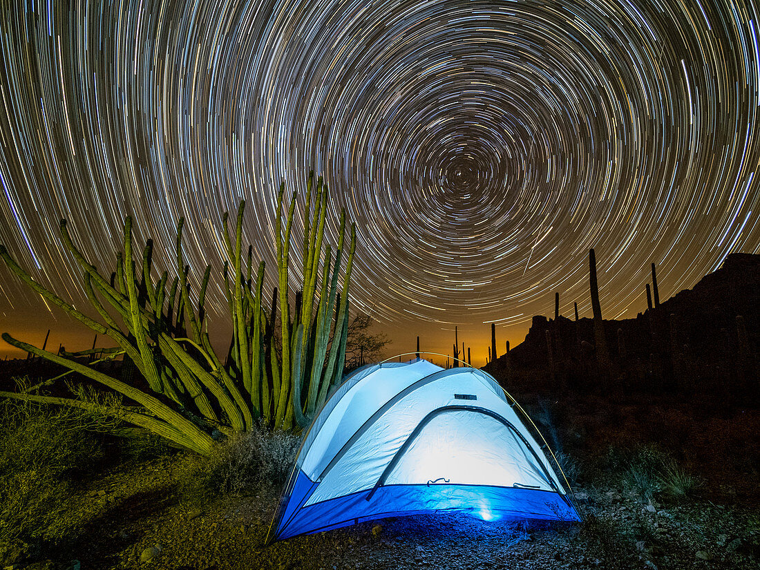 Orgelpfeifenkaktus bei Nacht mit Geminid Meteorschauer, Orgelpfeifenkaktus-Nationaldenkmal, Arizona, Vereinigte Staaten von Amerika, Nordamerika