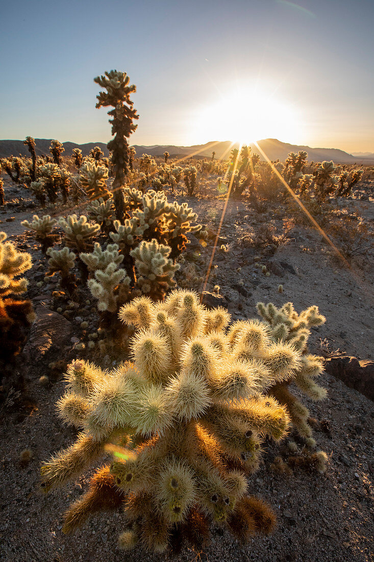 Teddy bear cholla (Cylindropuntia bigelovii), at sunrise in Joshua Tree National Park, Mojave Desert, California, United States of America, North America