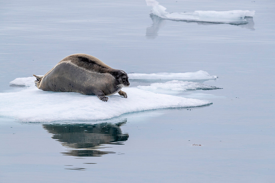 Adult bearded seal (Erignathus barbatus), on ice in Makinson Inlet, Ellesmere Island, Nunavut, Canada, North America