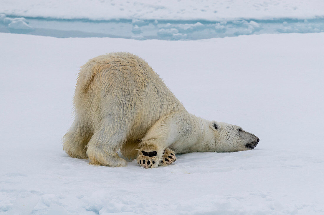 Adult polar bear (Ursus maritimus) cleaning its fur from a recent kill on ice near Ellesmere Island, Nunavut, Canada, North America