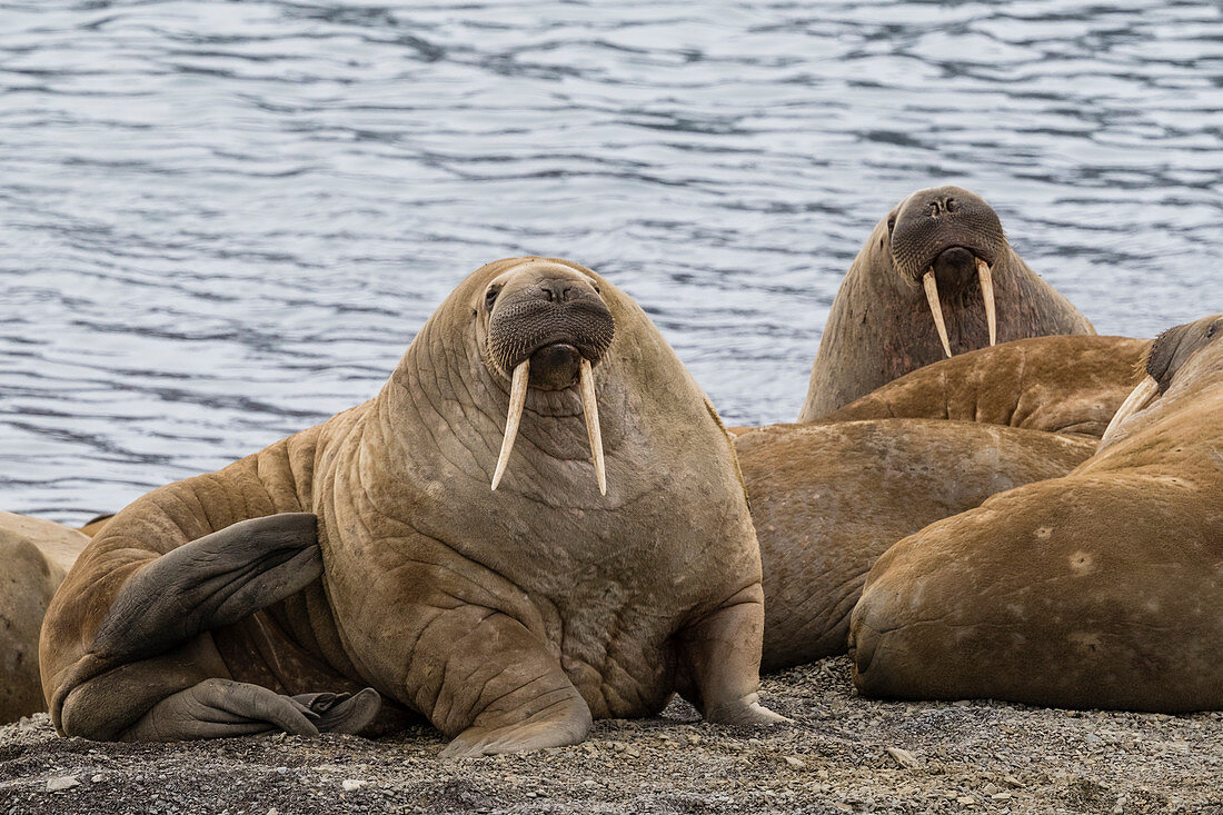 Erwachsenes atlantisches Walross (Odobenus rosmarus), am Strand im Moschusochsenfjord, Ellesmere Island, Nunavut, Kanada, Nordamerika