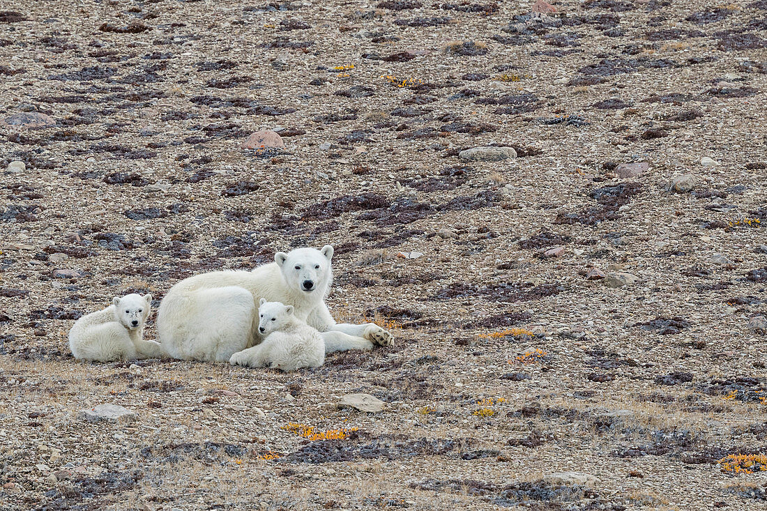 Polar bear mother with two cubs of the year (Ursus maritimus), Makinson Inlet, Ellesmere Island, Nunavut, Canada, North America