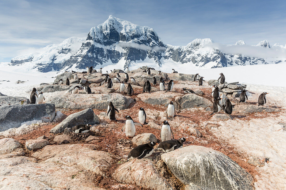 Gentoo penguins (Pygoscelis papua), breeding colony on Weincke Island, Naumeyer Channel, Antarctica, Polar Regions