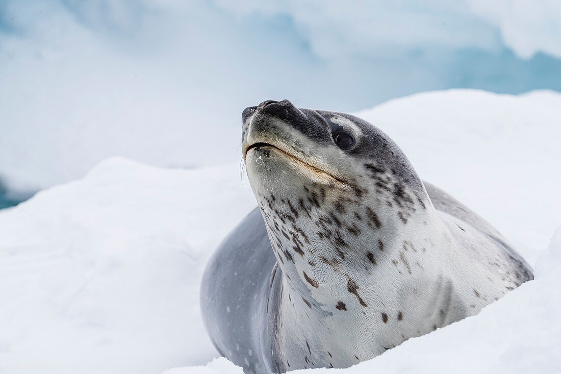 An adult leopard seal (Hydrurga leptonyx), hauled out on ice near Booth Island, Antarctica, Polar Regions