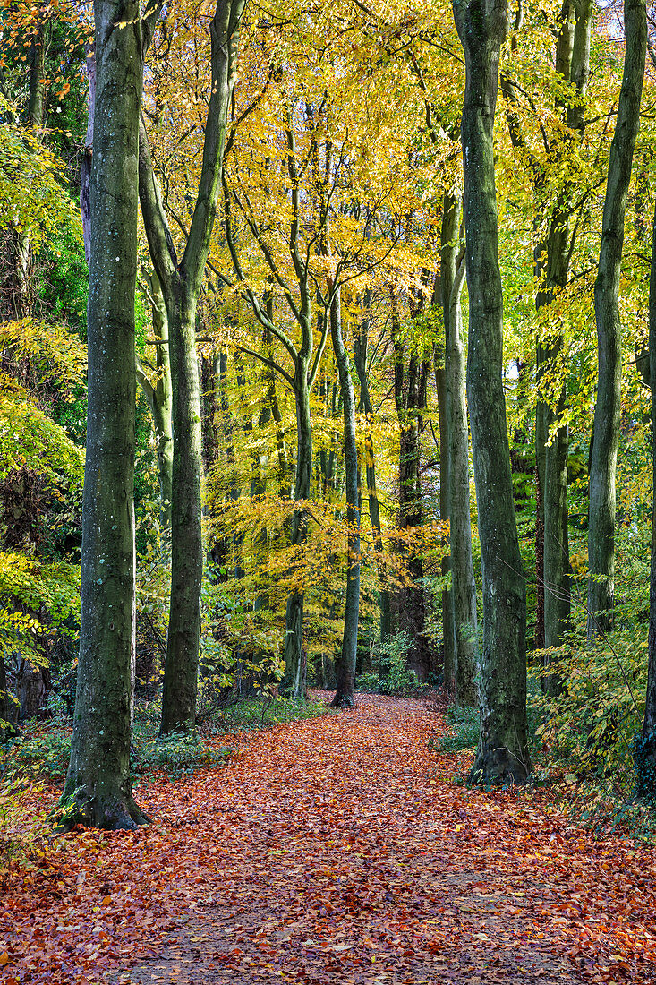 Fußweg, der durch Buchenwald, Basingstoke, Hampshire, England, Vereinigtes Königreich, Europa führt