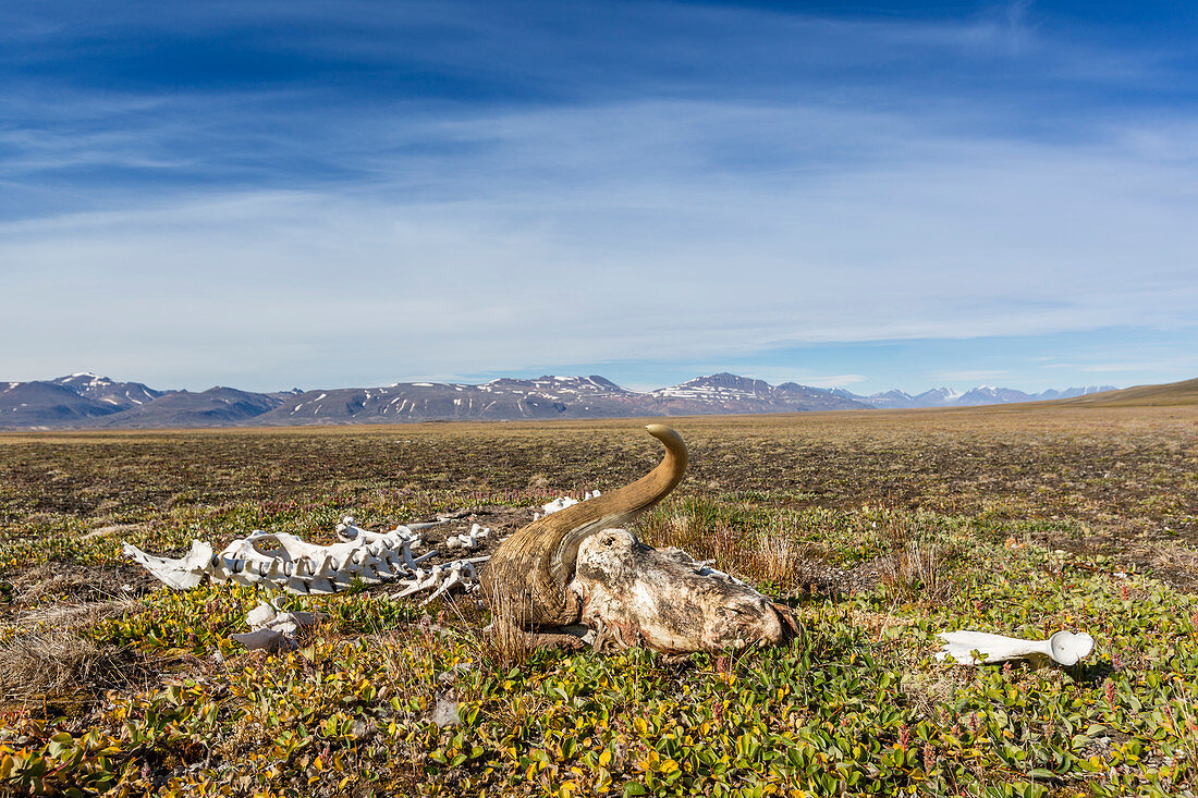 Mackenzie Bugt, Myggbukta, Greenland, Polar Regions