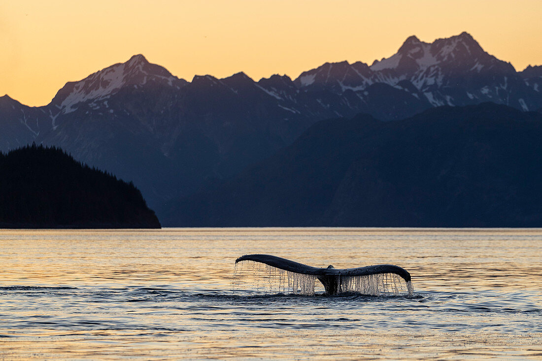 Adult humpback whale (Megaptera novaeangliae), flukes-up dive at sunset in Glacier Bay National Park, UNESCO World Heritage Site, Alaska, United States of America, North America