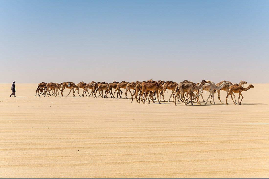 Camel caravan on the Djado Plateau, Sahara, Niger, Africa