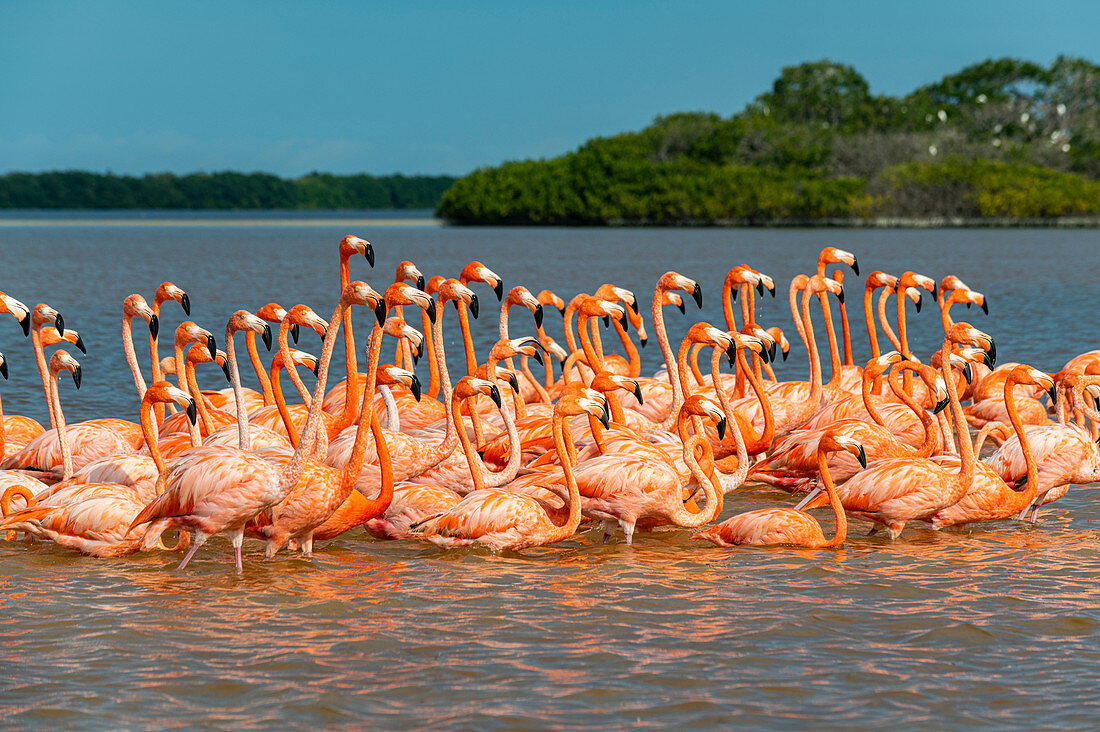Amerikanischer Flamingo (Phoenicopterus ruber), Rio Celestun UNESCO Biosphärenreservat, Yucatan, Mexiko, Nordamerika