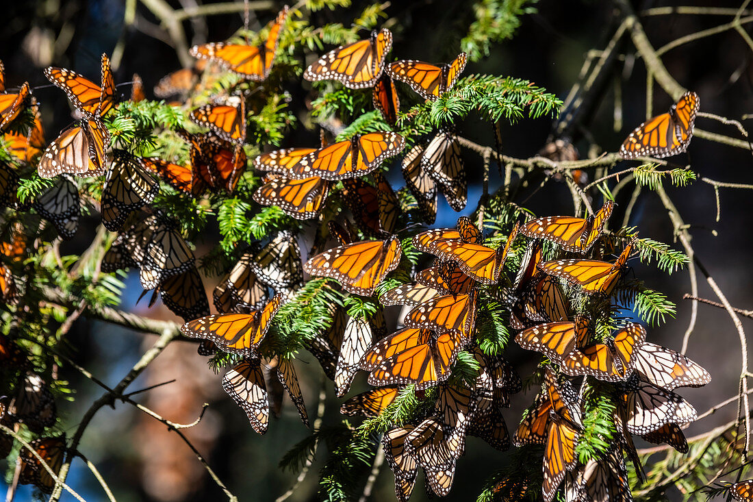 Millionen von Schmetterlingen, die Bäume bedecken, Monarchfalter-Biosphärenreservat, UNESCO-Weltkulturerbe, El Rosario, Michoacan, Mexiko, Nordamerika