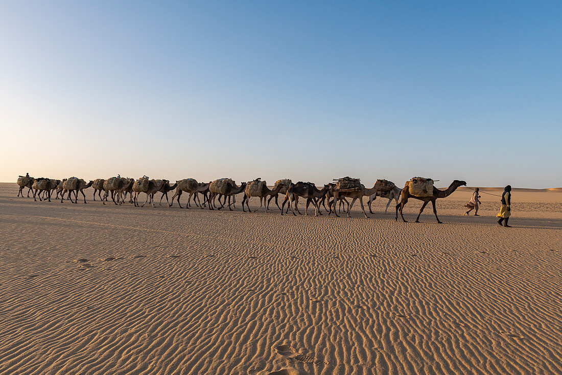 Salzkarawane, die Salz durch die Wüste, Oasis Fachi, Tenere-Wüste, Niger, Westafrika, Afrika transportiert