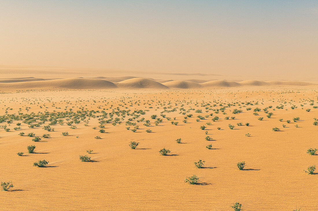 Grüne Büsche in der Tenere-Wüste, Niger, Westafrika, Afrika