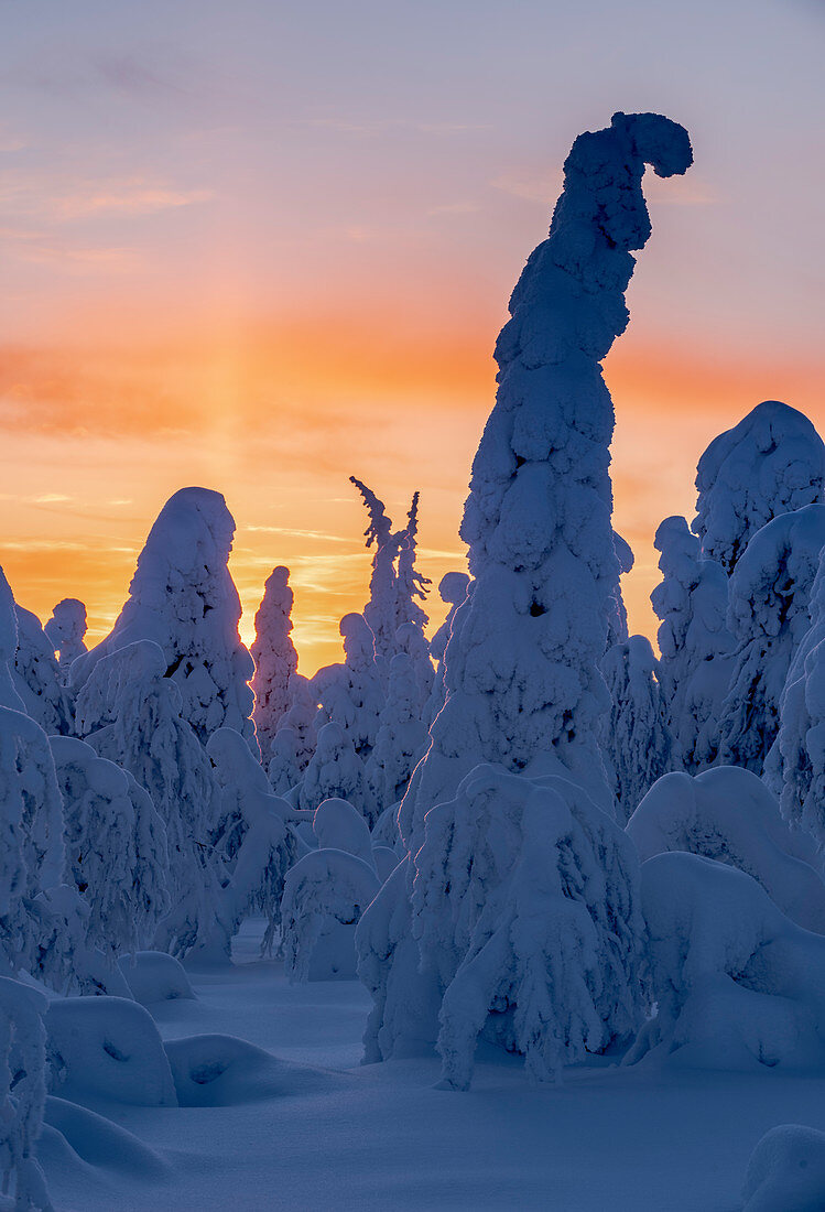 Schneebedeckte Winterlandschaft bei Sonnenuntergang, Tykky, Kuntivaara Fell, Kuusamo, Finnland, Europa